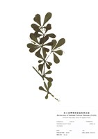藏品(小葉欖仁樹)的圖片